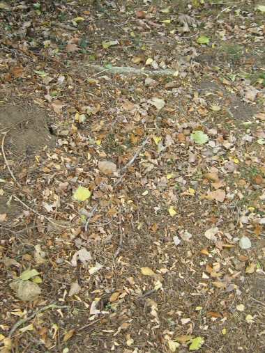 Evans grave
